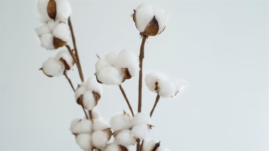 Recorde de exportações de algodão é alcançado no Mato Grosso