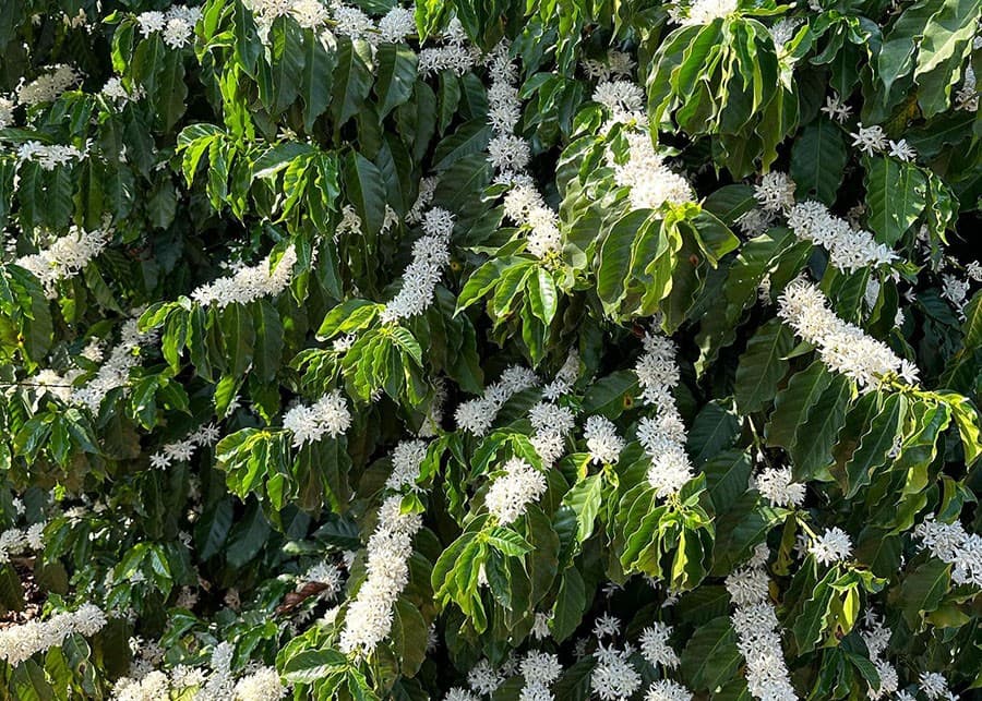 Chuvas de setembro favorecem floradas do café para safra 2027/28