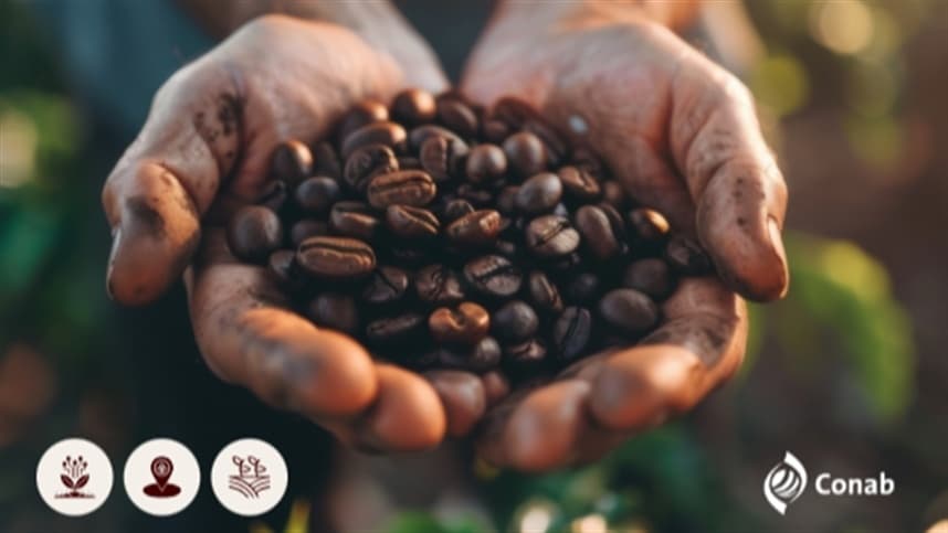 Conab inicia 2º Levantamento de Café para safra 2026