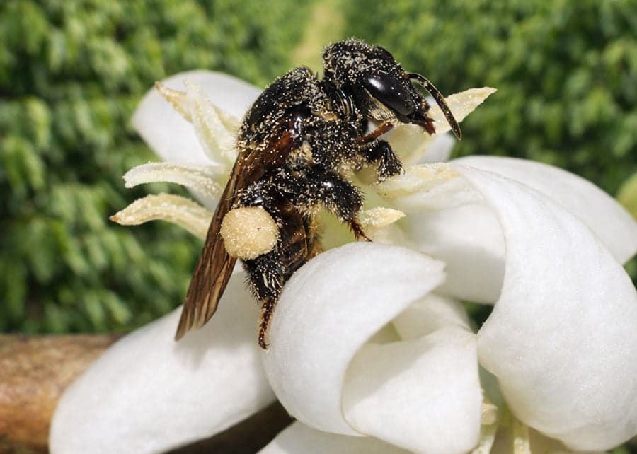 Manejo de abelhas nativas aumenta produção de café em até 67%