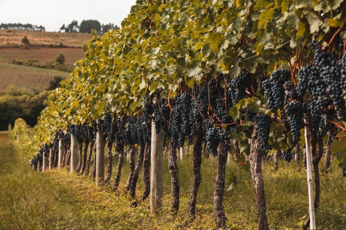 Verão chuvoso atrasa colheita de uvas em SP e MG, mas qualidade se mantém