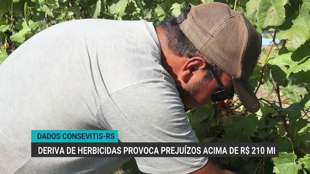 Prejuízos com deriva de herbicidas superam R$ 210 milhões na uva