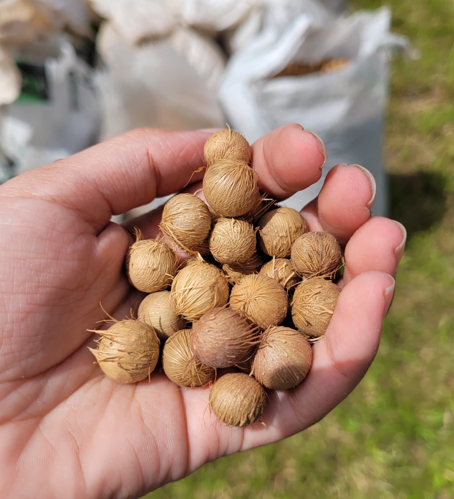 São Paulo reajusta compra de sementes da palmeira-juçara em 23%