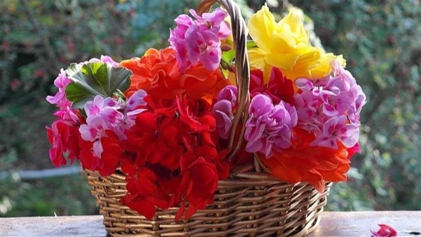 Floricultura do Paraná gera R$ 271 milhões em 2025