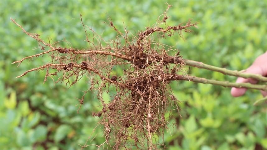 Novidade eficaz no combate aos nematoides: confira esta solução inovadora!