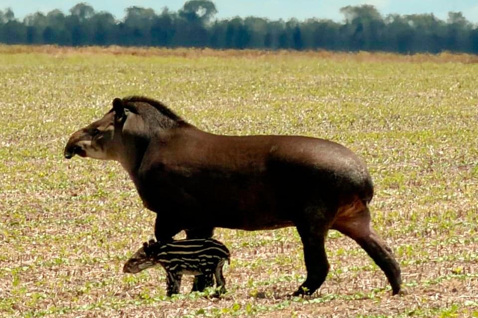 Projeto registra mais de 1,8 mil avistamentos de fauna no Centro-Oeste