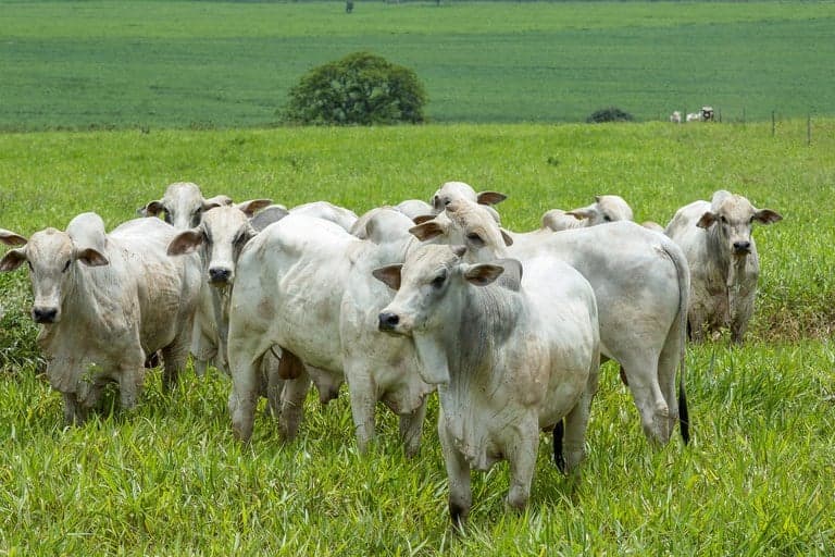 Mercado de boi gordo mantém preços estáveis apesar da baixa movimentação