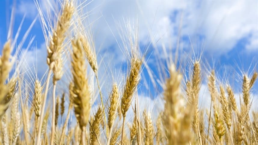 A safra de trigo no Brasil: perspectivas da colheita