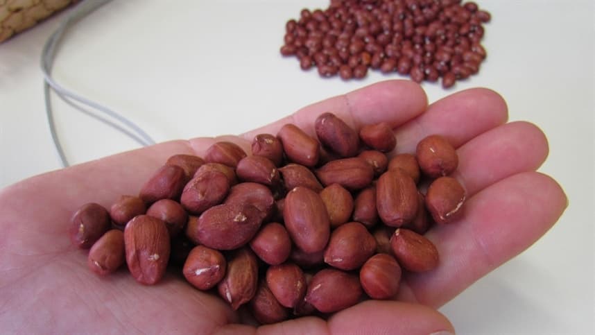 Embrapa moderniza conservação de germoplasma para futuras gerações