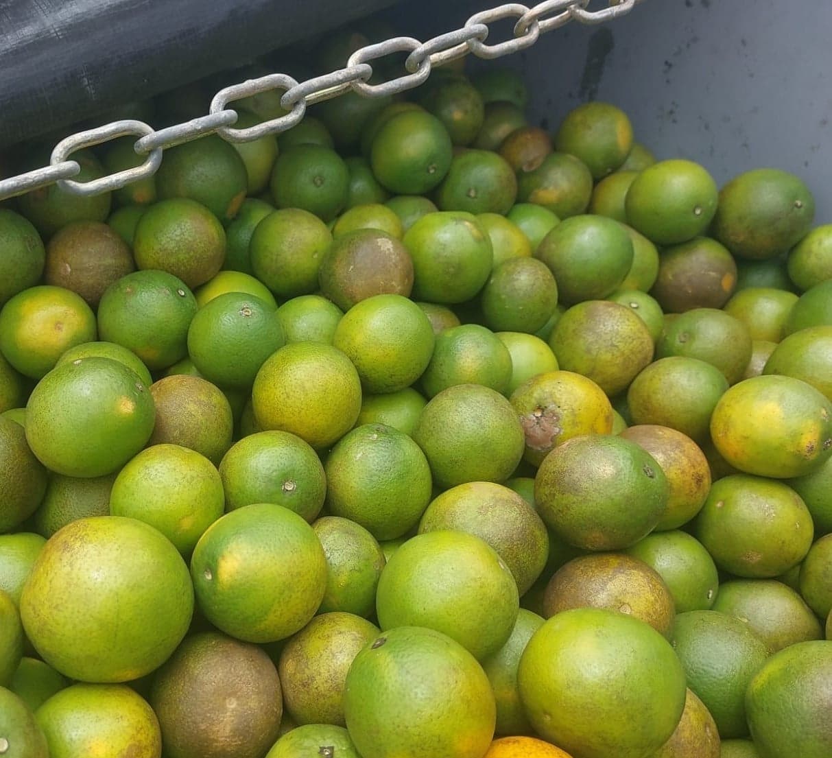 Adab intercepta carga de laranja sem procedência na Bahia