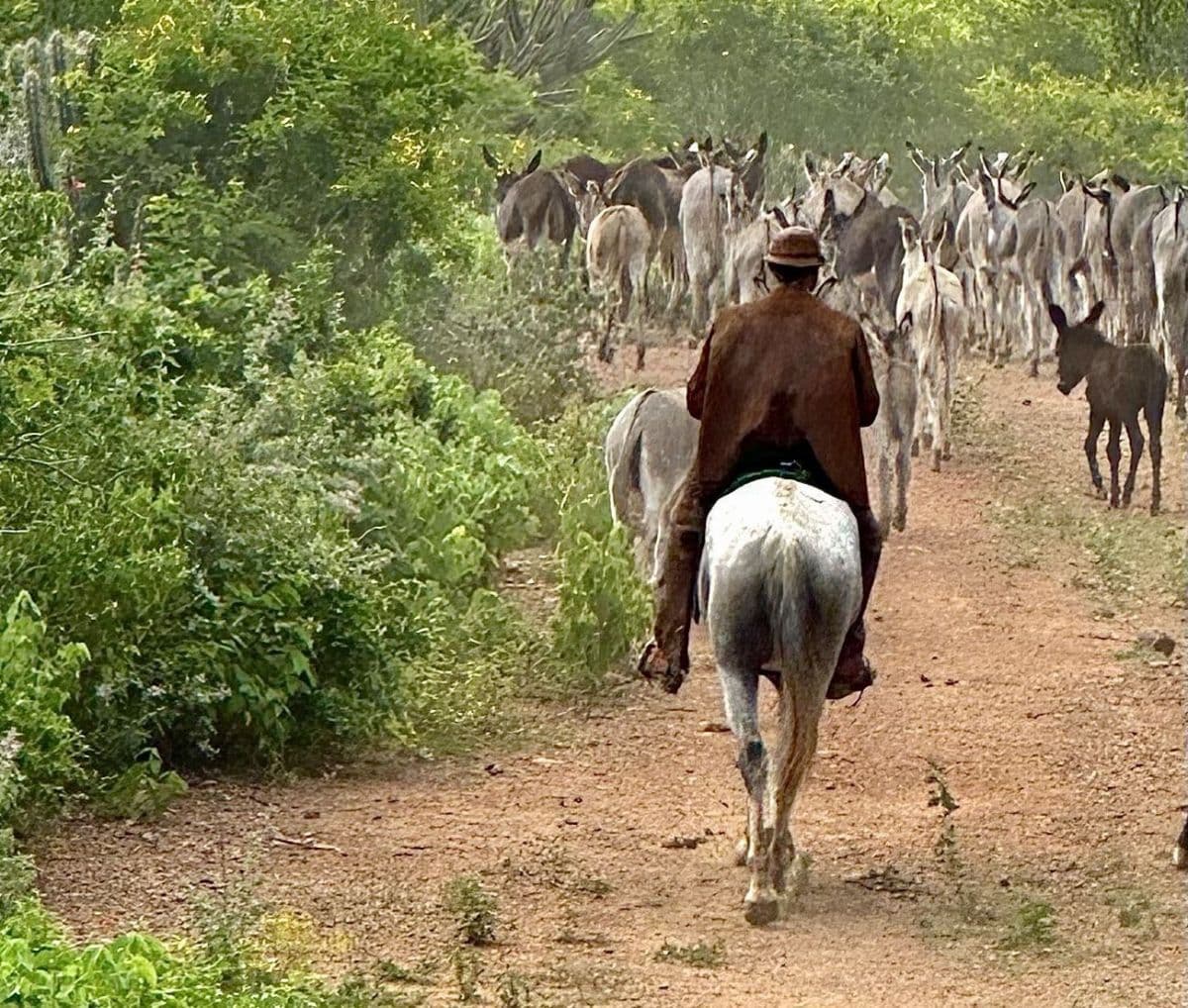 Brasil tem mais de 730 mil jumentos para produção de leite e carne