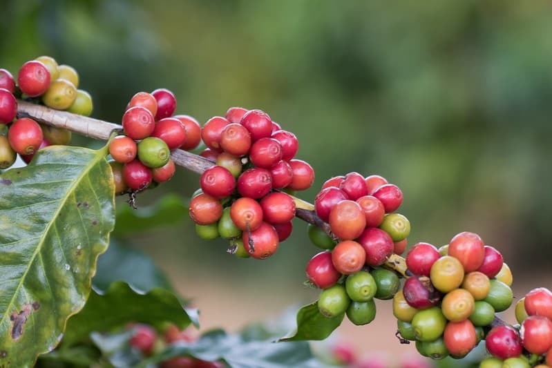 El Niño representa risco para a produção de café no Brasil