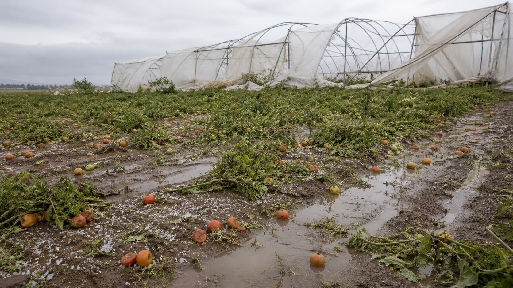 Chuva forte destrói plantação experimental de tomates no IAC