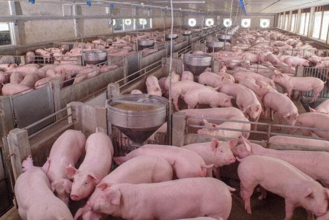 Mercado de suínos enfrenta precios baixos e produtores desistem
