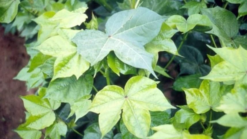 Enxofre se torna essencial na agricultura devido a baixa eficiência