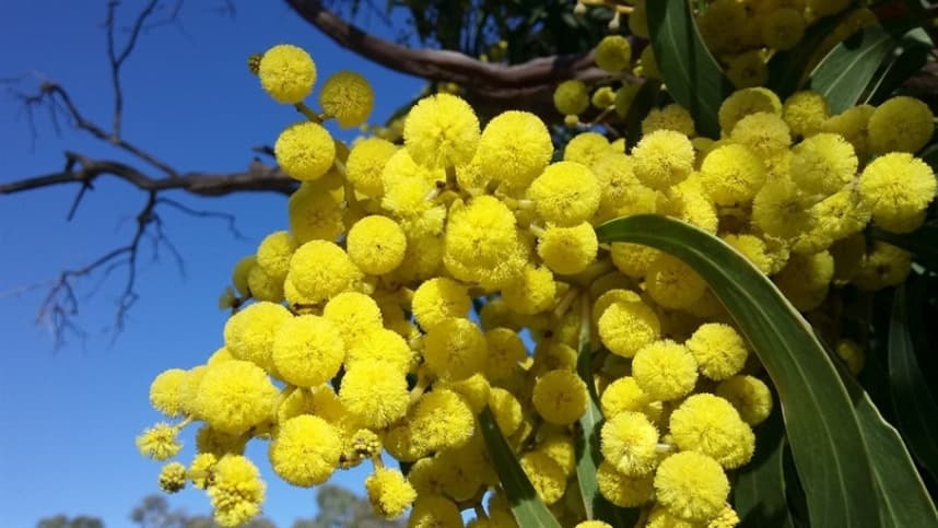 Pesquisa melhora produção de mudas de acácia-negra no RS
