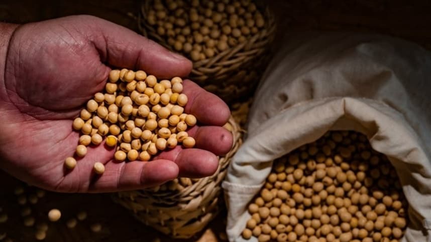 Soja teve altas: Em quais regiões os preços subiram?