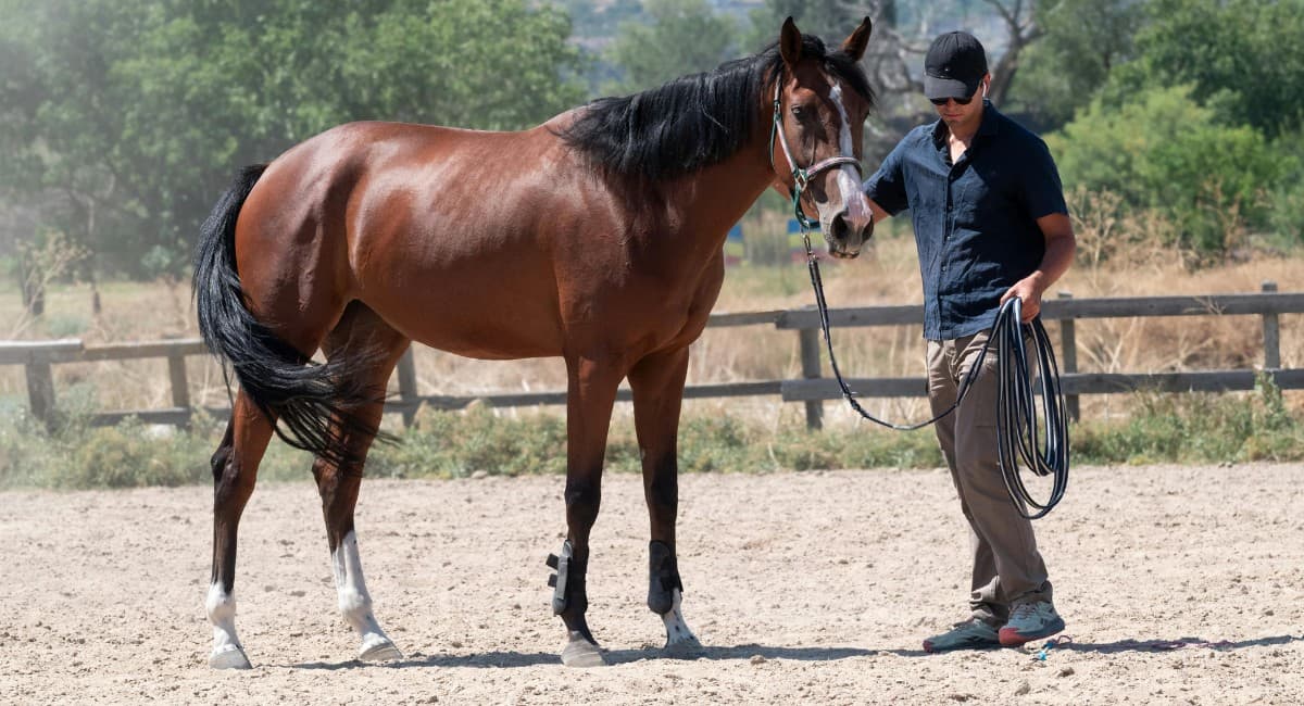 Estudo revela influência do odor humano nas reações de cavalos a emoções