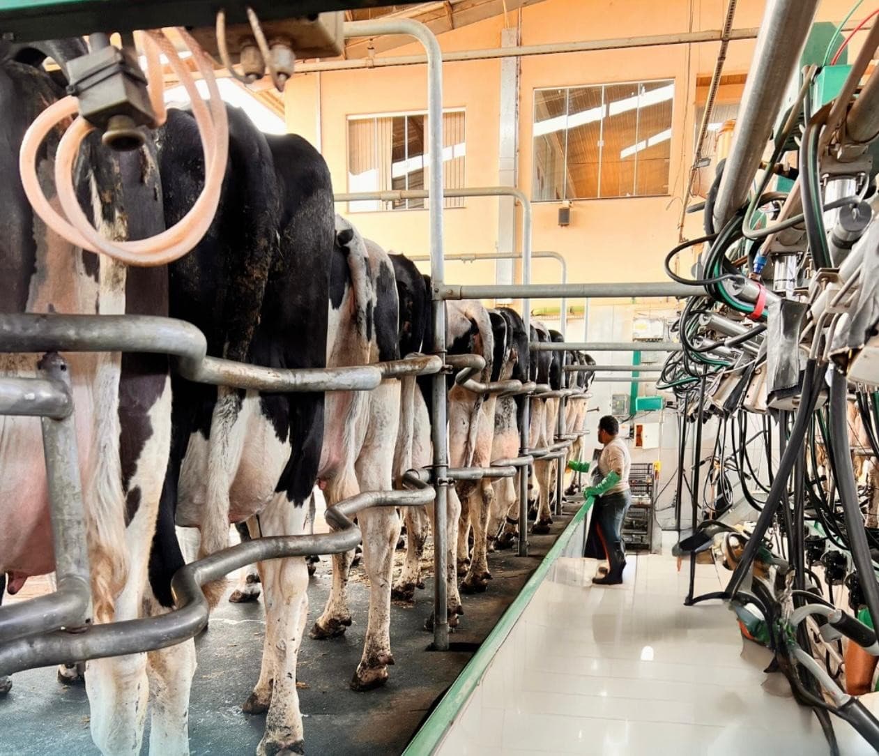 Crescimento da Pecuária de Leite: Top 100 Produtores no Brasil Atingem 3,5 Milhões de Litros Diários