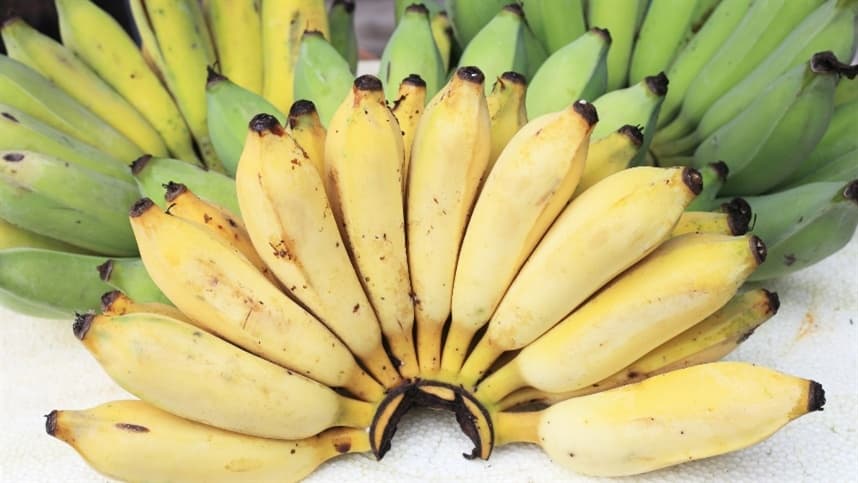 Oferta de banana nanica deve diminuir ainda mais devido aos estragos causados pelo ciclone