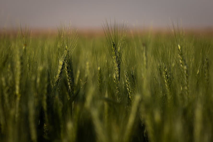 Grãos em alta em Chicago aguardando relatório do USDA e impactados pelas chuvas no RS