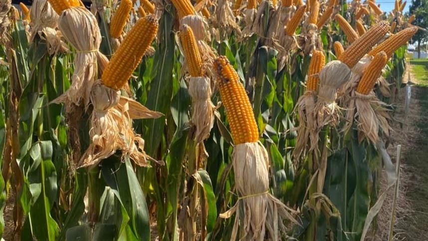 Colheita de milho na Argentina atinge 19% da área em 2026