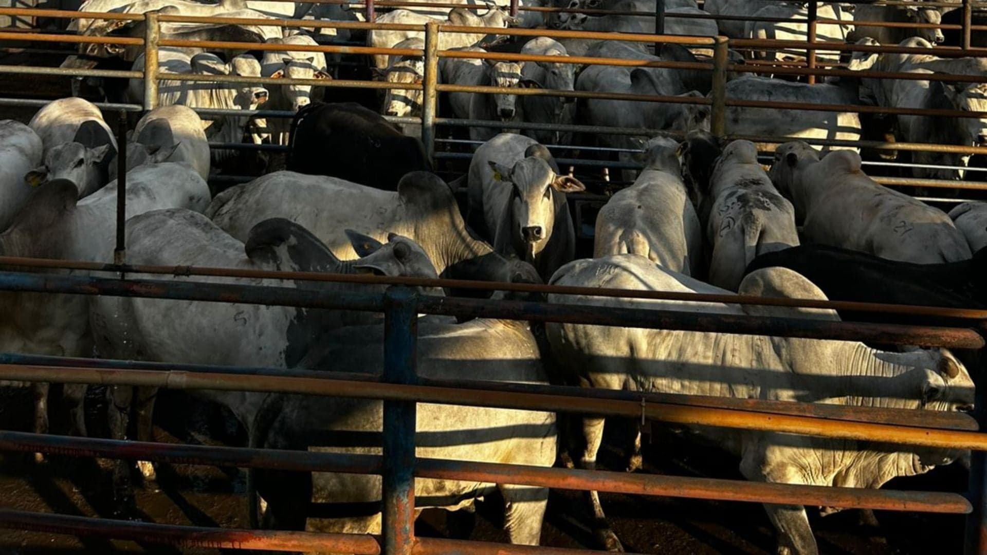 Mercado do boi gordo mantém preços apesar de negociações moderadas