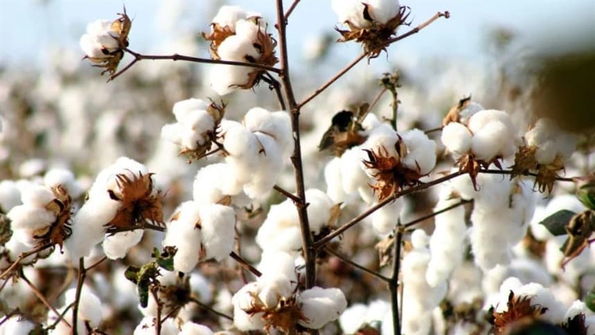 Preços da pluma de algodão atingem nível mais alto em quase dois anos
