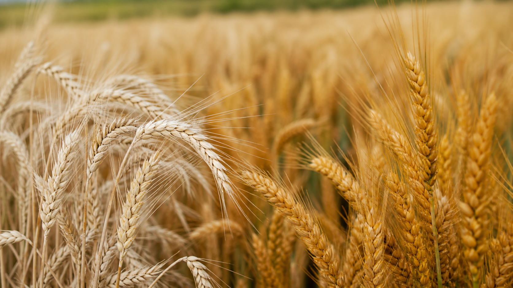 Cultivares de trigo são avaliados quanto à resistência à brusone