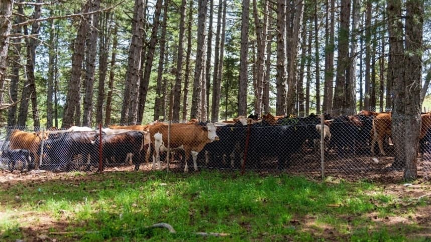 Integração Lavoura-Pecuária transforma pastagens degradadas em produtivas