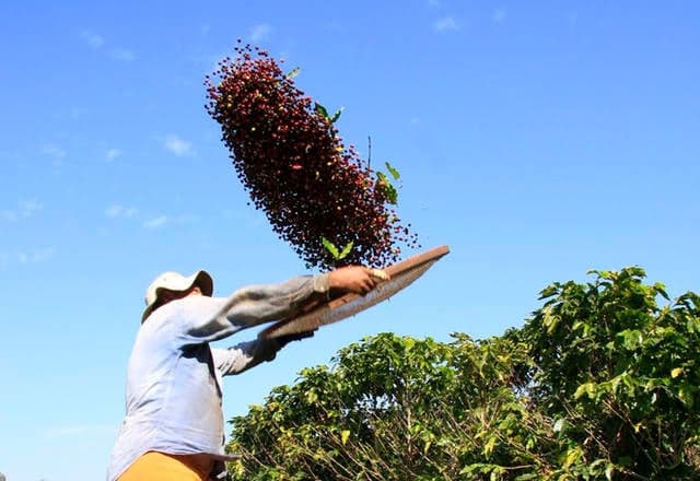 Colheita de café arábica tem atraso em Minas Gerais