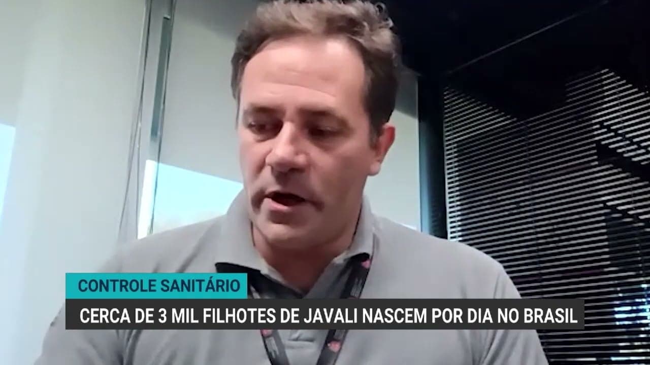 Crescimento alarmante da população de javalis causa danos ao agronegócio