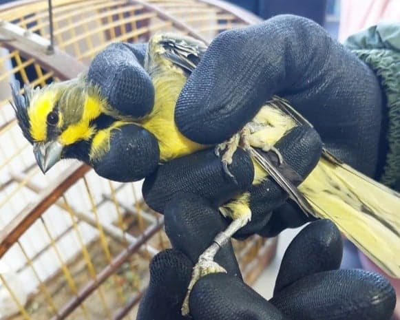 Ibama apreende 148 aves em operação no Rio Grande do Sul