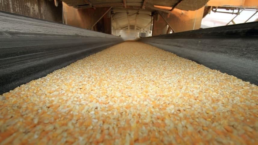 Exportação de milho: prêmios em queda