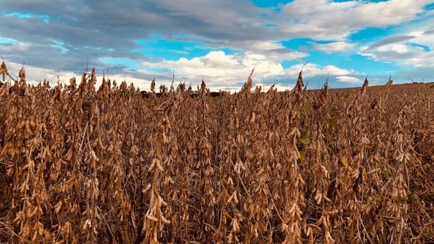 Mercado da soja apresenta altas moderadas e colheita avança no Brasil