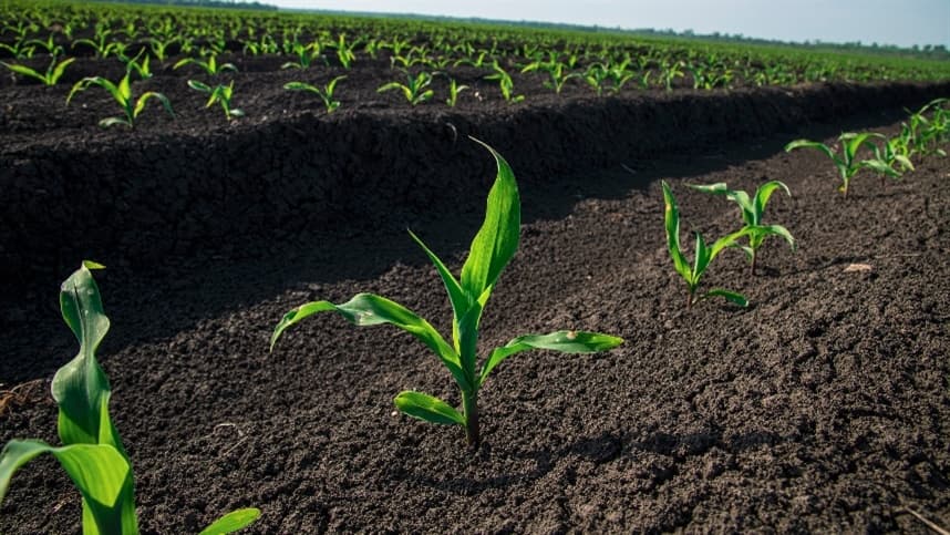 Mancha branca do milho afeta severamente a produtividade dos agricultores
