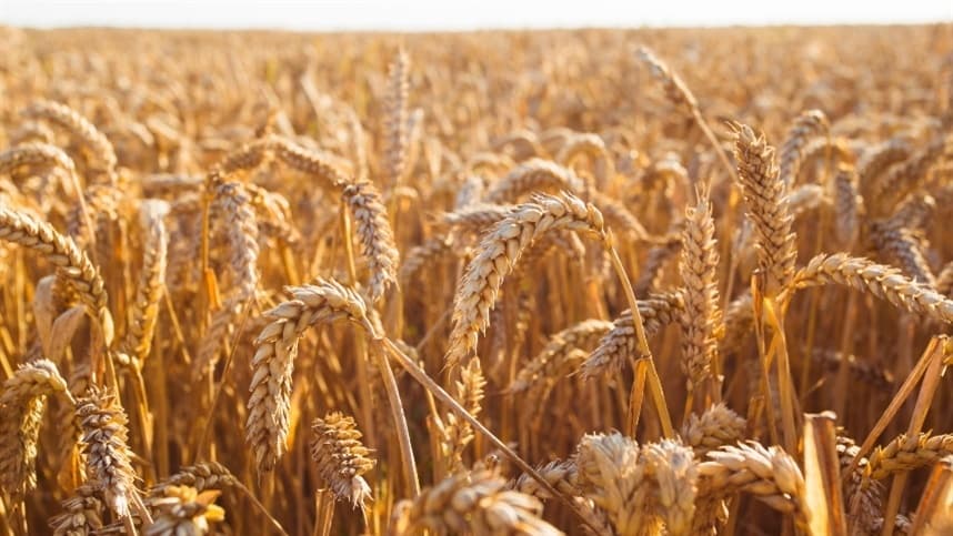 Mercado de trigo no Sul enfrenta alta de preços e desafios qualitativos