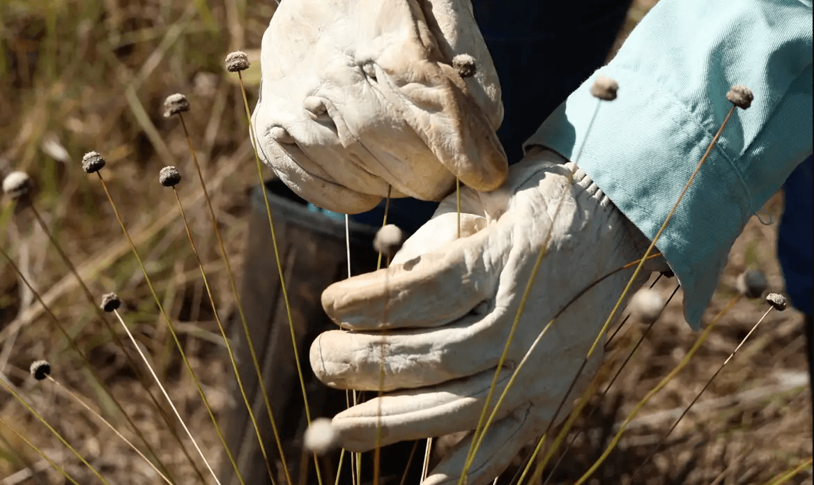 Pesquisadores redescobrem plantas raras em Minas Gerais