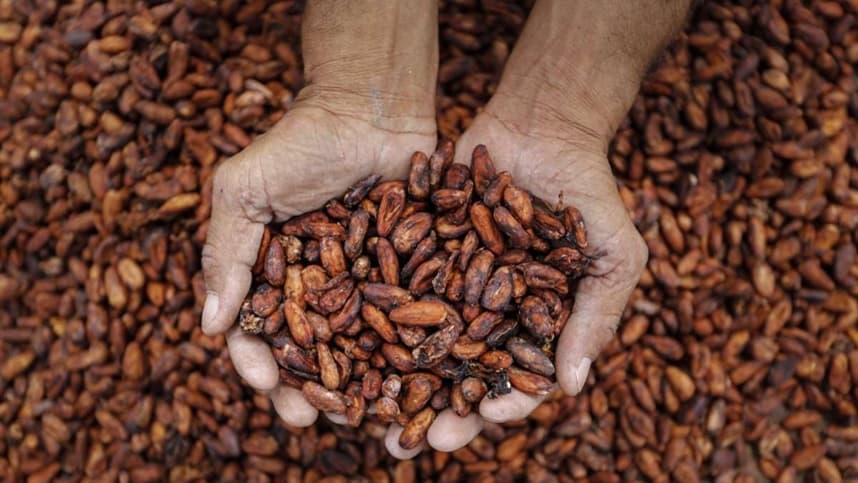 Cacau recupera força com projeções de queda na produção global