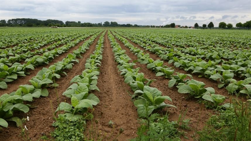 O potencial do crédito de carbono na produção de tabaco