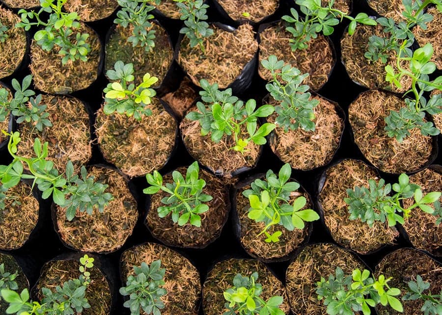 Uso de água salobra pode revolucionar produção agrícola no semiárido