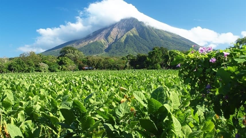 COP10 impactará cadeia produtiva do tabaco com suas deliberações