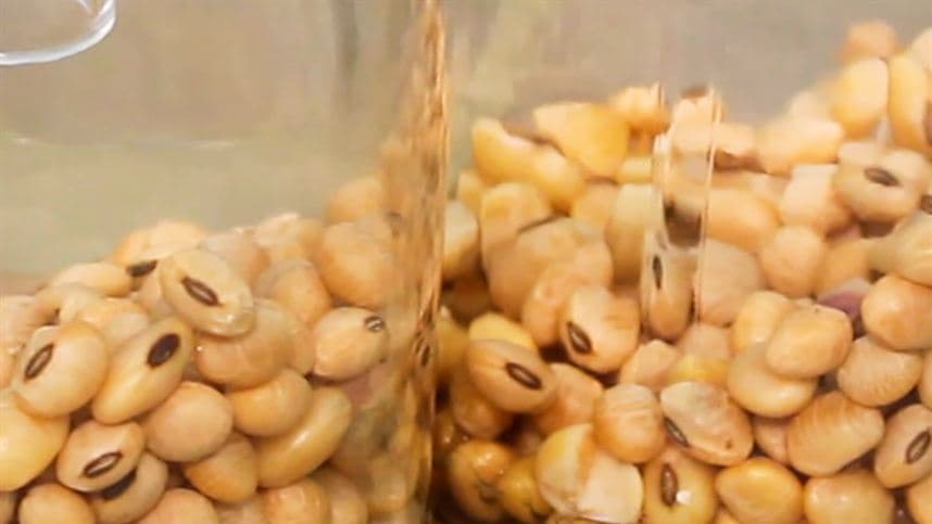 Avanços na Biotecnologia no Brasil reduzem dependência de inseticidas