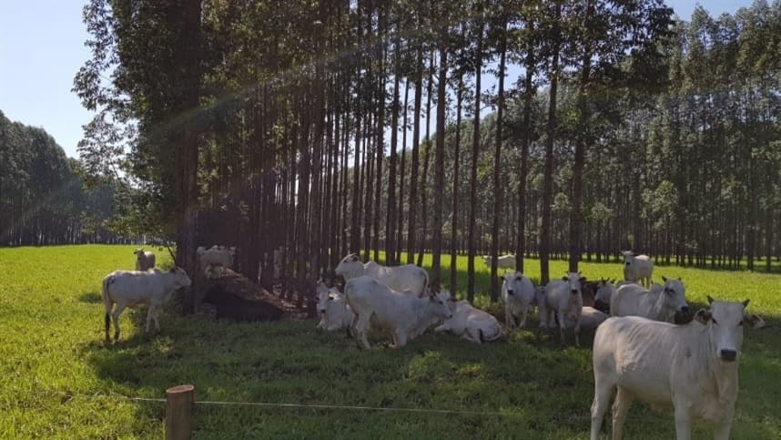 Integração entre produção de celulose e carne promove sustentabilidade de baixo carbono