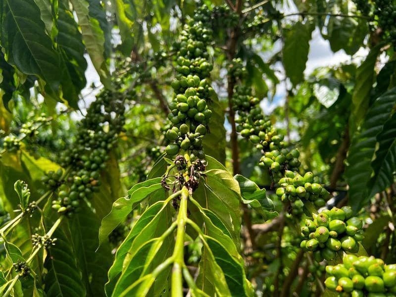 Preços do café no Vietnã caem antes da colheita no cinturão cafeeiro