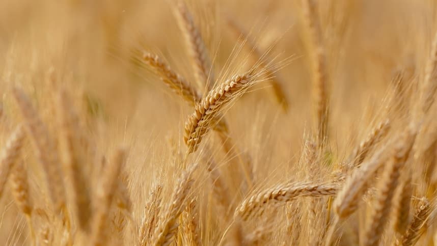 Preços do trigo sobem com cautela no mercado brasileiro