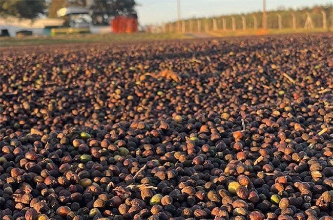 Conab projeta aumento de 19,6% na colheita de café para 2026/27