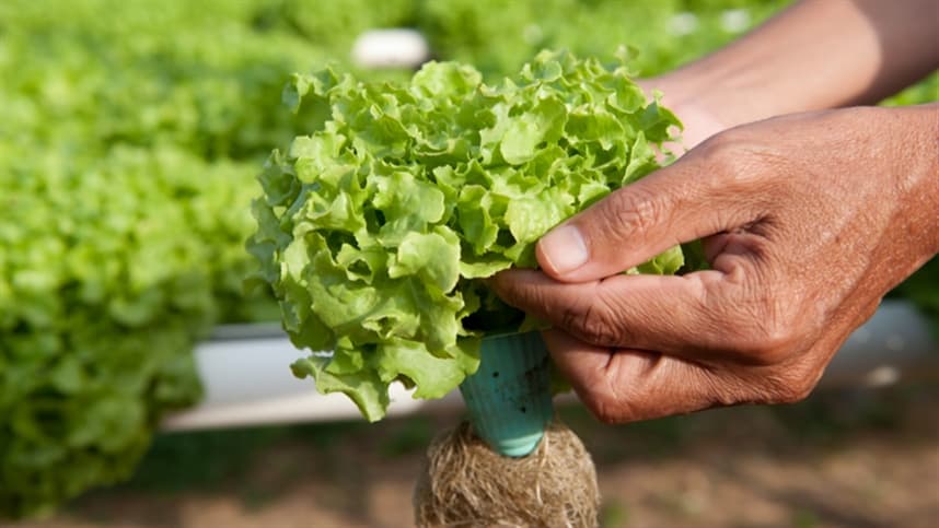 Mapa lança Sistema de Certificação Fitossanitária para vegetais