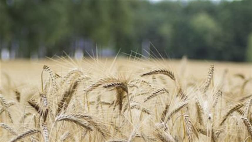 Preço do trigo continua em alta nos Estados Unidos