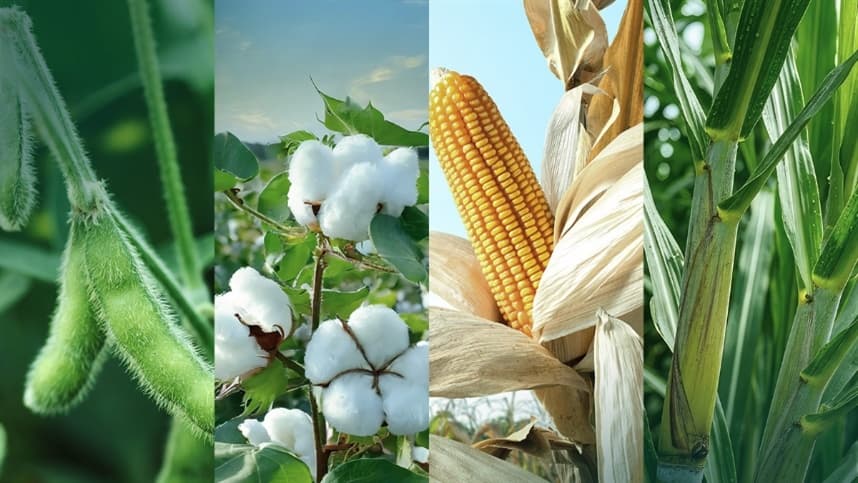 Rainbow oferece soluções inovadoras para desafios da agricultura